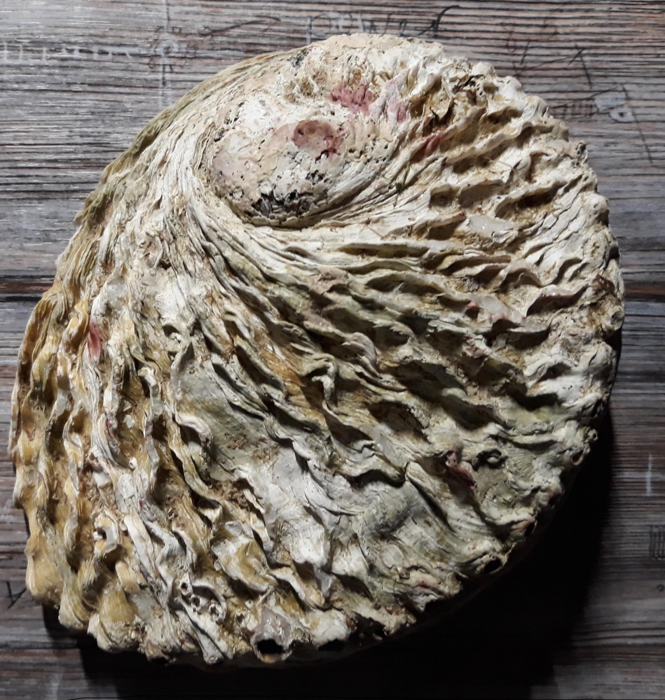 Bild 1 von Abalone Muschel -  mit Holzdreibein