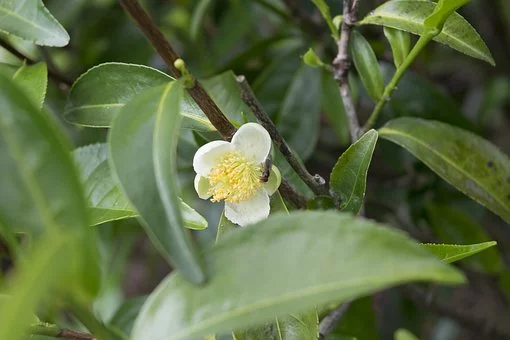 Bild 1 von Teebaumblüten Hydrolat