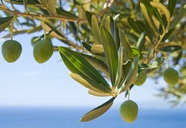 Bild 1 von Olivenblätter Hydrolat