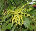 Ylang Ylang Hydrolat