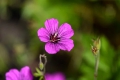 Geranienblüten Hydrolat