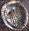 Abalone Muschel -  mit Holzdreibein
