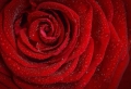 Rosenblüten Hydrolat