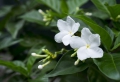 Jasminblüten Hydrolat